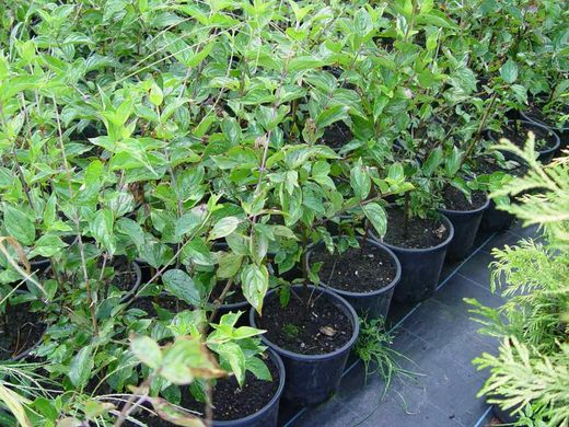 Cornouiller mâle, Cornus mas