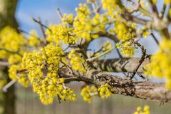 Cornouiller mâle, Cornus mas
