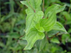 Cornouiller mâle, Cornus mas