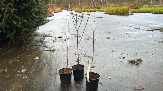 Cornouiller mâle, Cornus mas