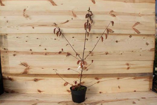 Dogwood vermelho, sanguíneo, Cornus sanguinea