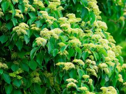 Dogwood vermelho, sanguíneo, Cornus sanguinea