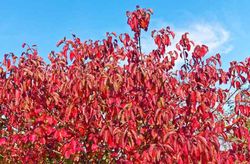 Dogwood vermelho, sanguíneo, Cornus sanguinea