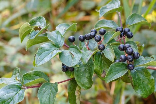 Dogwood vermelho, sanguíneo, Cornus sanguinea