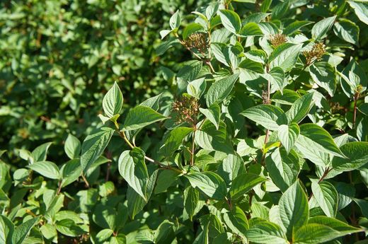 Cornejo siberiano, Cornus alba