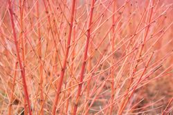 Cornejo siberiano, Cornus alba