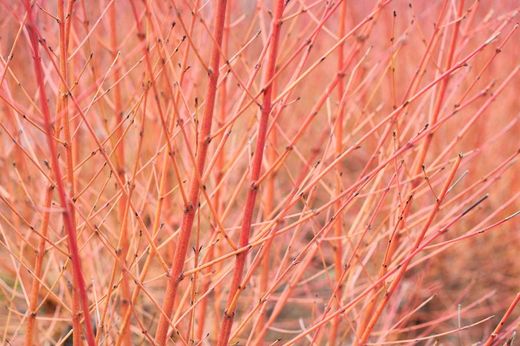 Cornejo siberiano, Cornus alba
