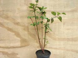 Cornejo siberiano, Cornus alba