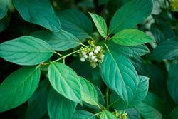 Cornejo siberiano, Cornus alba