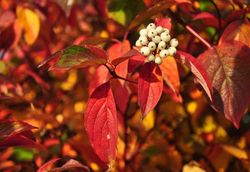 Cornejo siberiano, Cornus alba