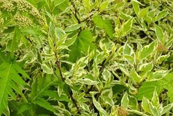 Cornus alba "Gouchaultii"