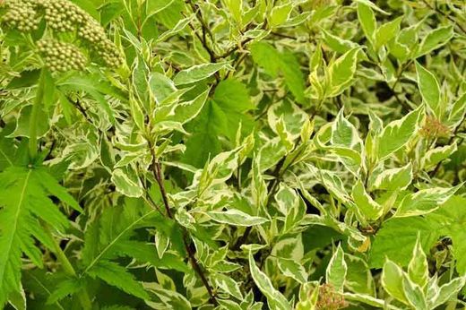 Cornus alba "Gouchaultii"