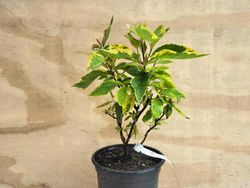 Cornus alba "Gouchaultii"