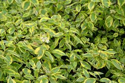Cornus alba "Gouchaultii"