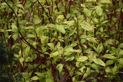 Cornus alba "Sibirica"