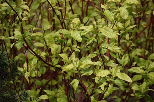 Cornus alba "Sibirica"