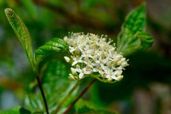 Cornus alba "Sibirica"