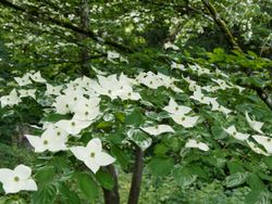 Cornus kousa "chinensis"