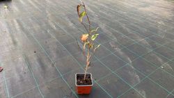 Cornus kousa "chinensis"