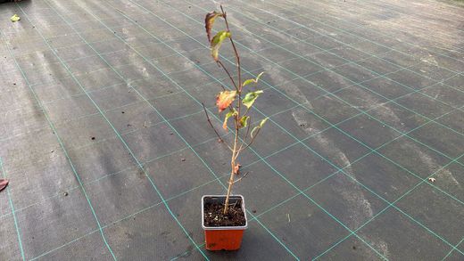 Cornus kousa "chinensis"