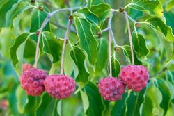 Cornus kousa "chinensis"