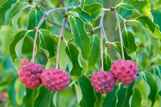 Cornus kousa "chinensis"