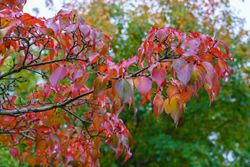 Cornus kousa "chinensis"