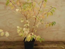 Cornus sanguinea Midwinter fire, cornejo rojo