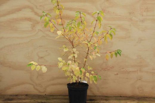 Cornus sanguinea Midwinter fire, cornejo rojo