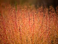 Cornus sanguinea Midwinter fire, cornejo rojo