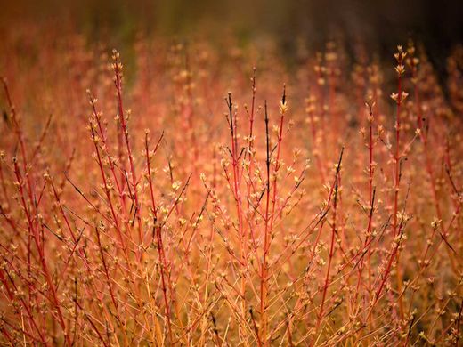 Cornus sanguinea Midwinter fire, cornejo rojo