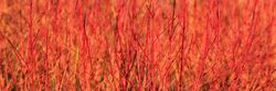 Cornus sanguinea Midwinter fire, cornejo rojo