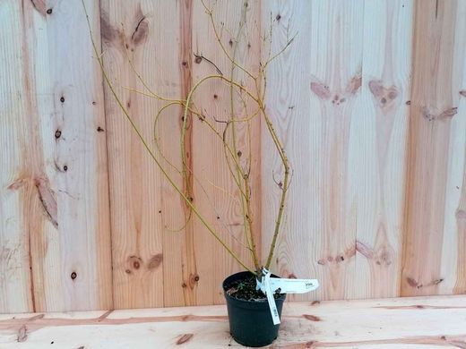 Cornus stolonifera "Flaviramea"