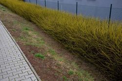 Cornus stolonifera "Flaviramea"