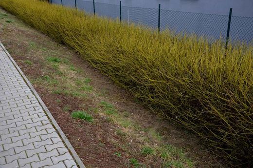 Cornus stolonifera "Flaviramea"