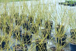 Cornus stolonifera "Flaviramea"