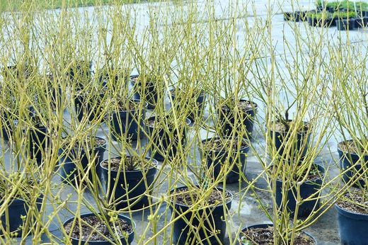 Cornus stolonifera "Flaviramea"