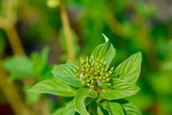 Cornus stolonifera "Flaviramea"