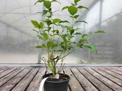 Cornus stolonifera "Flaviramea"