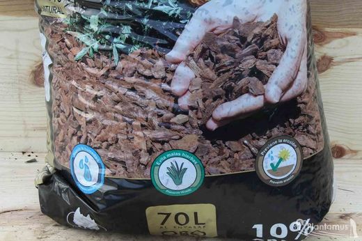 Casca de pinheiro de tamanho médio