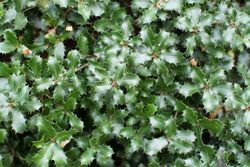 Coscoja, carrasquilla, chaparro, Quercus coccifera.
