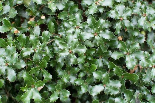 Coscoja, carrasquilla, chaparro, Quercus coccifera.