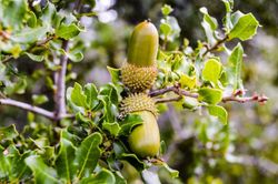 Coscoja, carrasquilla, chaparro, Quercus coccifera.
