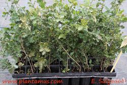 Coscoja, carrasquilla, chaparro, Quercus coccifera.