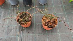 Cotoneaster dammeri Coral beauty