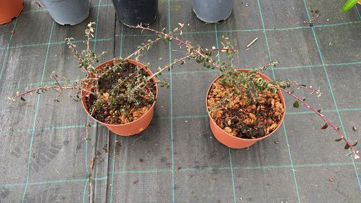 Cotoneaster dammeri Coral beauty