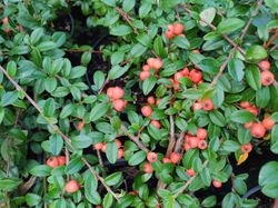 Cotoneaster dammeri Coral beauty