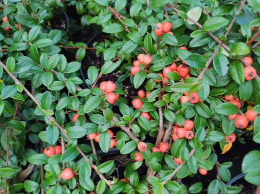 Cotoneaster dammeri Coral beauty
