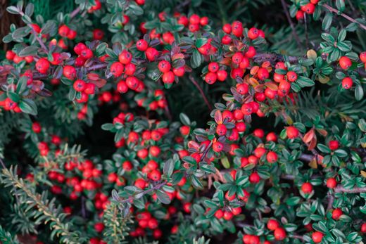 Cotoneaster dammeri Coral beauty