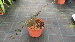Cotoneaster dammeri Coral beauty